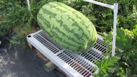 big melon tube|Big Melons